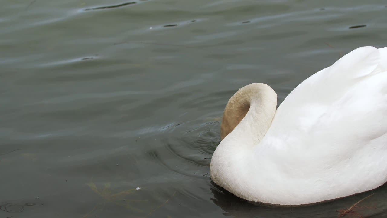 disparo en cámara lenta de un cisne nadando en un pequeño cuerpo de agua, limpiándose y buscando comida