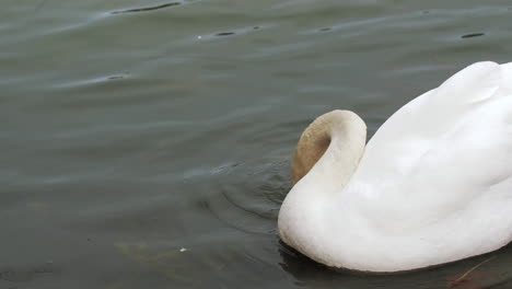 Toma-En-Cámara-Lenta-De-Un-Cisne-Nadando-En-Un-Pequeño-Cuerpo-De-Agua,-Limpiándose-Y-Buscando-Comida