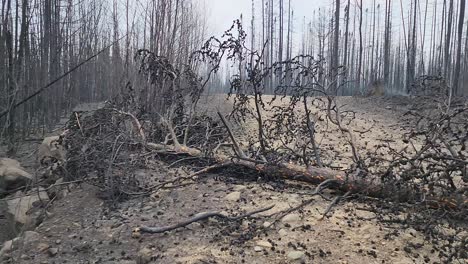 A-devastated-forest-of-blackened-charred-stumps-and-fallen-trees-after-wildfire