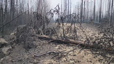 a devastated forest of blackened charred stumps and fallen trees after wildfire