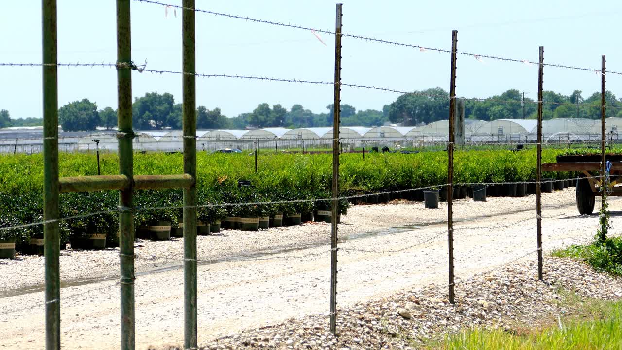 tractor conduciendo por el campo de los agricultores con un remolque lleno de plantas de plántulas