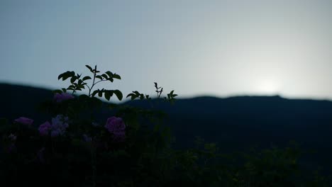 Timelapse-bulgarian-pink-rose-sunrise