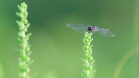 black dragonfly insect resting on top of green plant