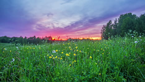 toma estática del movimiento de la nube oscura en lapso de tiempo sobre flores silvestres en plena floración en el campo rural durante la noche