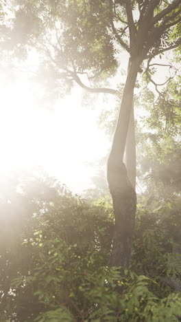 sunlight shining through the leaves of a tree in a forest