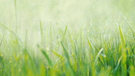 small splashes of water fall on the green grass