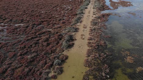 antena: pantano en el sur de francia con una pista forestal en invierno