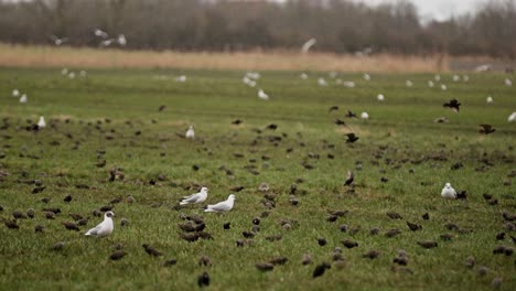 large flock of birds in flight and on the ground at nature reserve, zeeland, netherlands