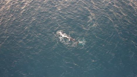 Aerial-View-Of-Humpback-Whale-Spinning-In-Ocean-Surface-With-Pec-And-Fluke-Flapping