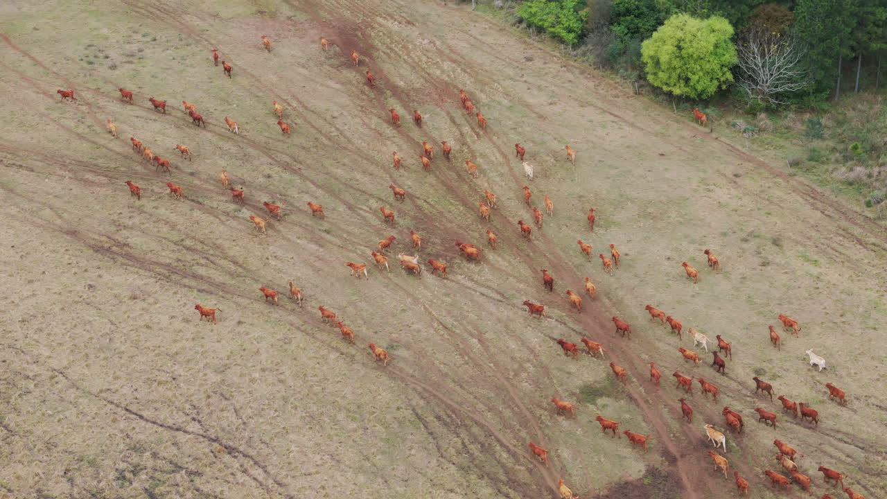 건조한 땅 위로 이동하는 갈색 가축의 큰 무리의 드론 영상, 드론이 내려와 무리를 향해 기울어지면서 높은 곳에서 촬영
