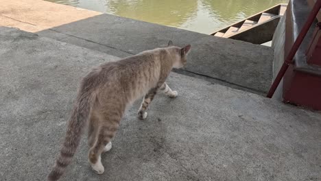 tabby cat strolls along a scenic riverside path