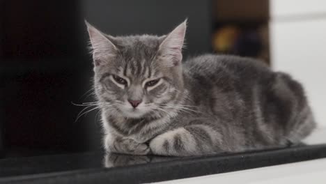 Close-up-shot-of-grey-and-white-cat-lying-down-in-the-surface-with-looking-in-the-camera