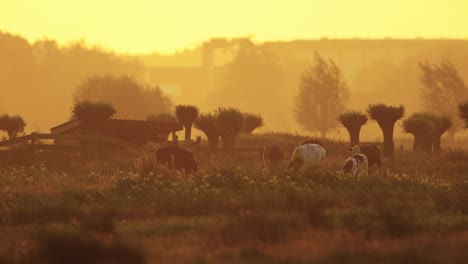 vacas pastando al amanecer en un prado holandés