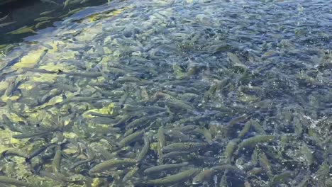 fillmore fish hatchery in fillmore, california