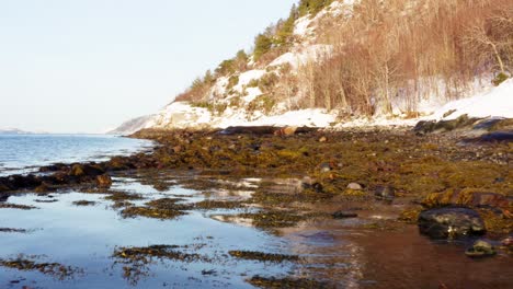seaweeds washed ashore on rocky coast. - aerial
