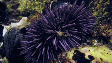 looking under coastal pool to sea urchin creature with purple and white spikes attached to rock