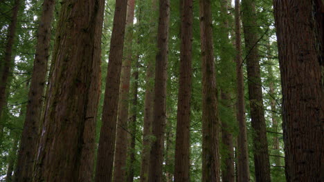 Hohe-Kalifornische-Redwood-Bäume-Im-Wildnisregenwald-Bei-Regen