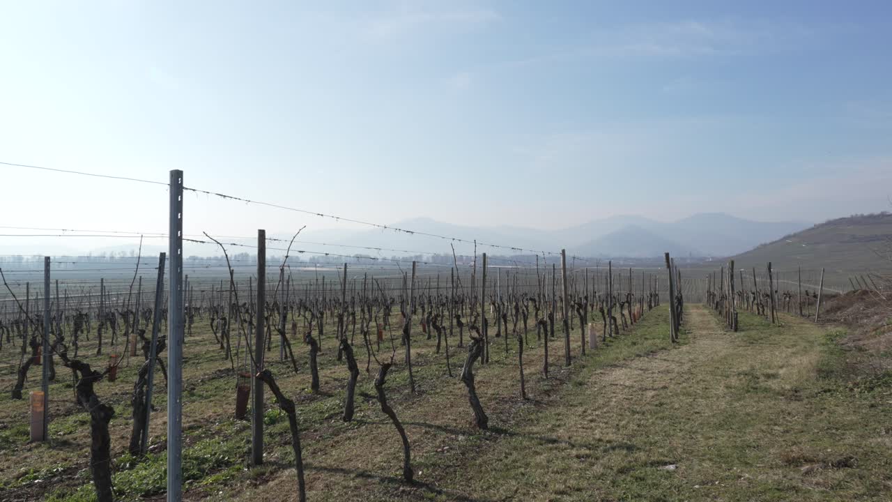 paisaje de viñedos con montañas en el fondo en alsacia, francia