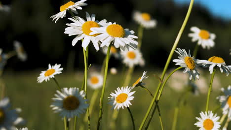 field of daisies