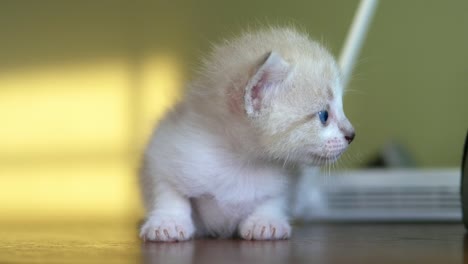 los gatitos están emocionados.