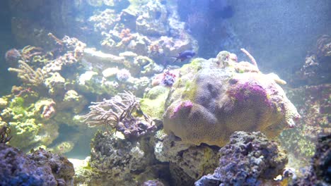 a bright, vibrant shot of underwater habitat at the aquarium