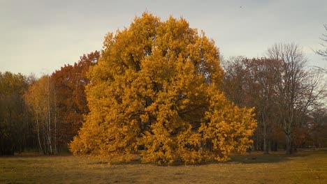 trees with autumn leaves in pole mokotowskie park in warsaw, poland