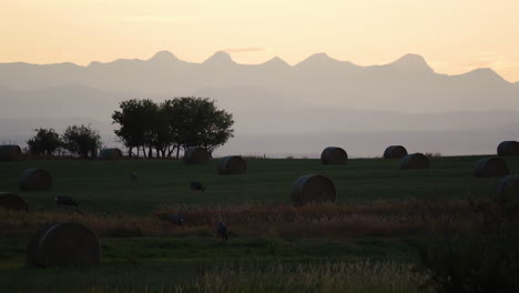 Mule-deer-grazing-on-fertile-farm-land-strewn-with-round-hay-bales,-sunrise