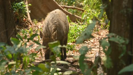 wild boar, sus scrofa, 4k footage, huai kha kaeng wildlife sanctuary, thailand