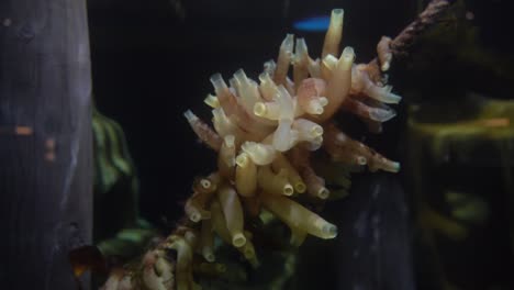 equinodermos de pepino de mar creciendo en cuerda - balanceándose en la corriente debajo del muelle