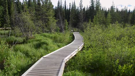 The-Beaver-Boardwalk-is-a-unique,-wooden-pathway-that-winds-through-wetlands-and-fully-functioning-beaver-pond-in-Hinton,-Alberta-with-seating-areas,-interpretive-signs-and-two-observation-towers