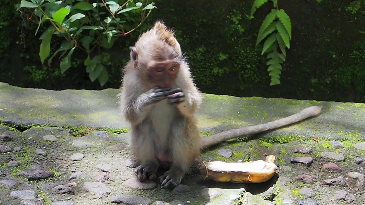 Indonesia,Ubud, Monkey Forest. a baby monkey is enjoying a banana on a sunny day. Sun washes baby monkey's fur while she peals the banana with her tiny hands,such a cute creature,beautiful shiny eyes