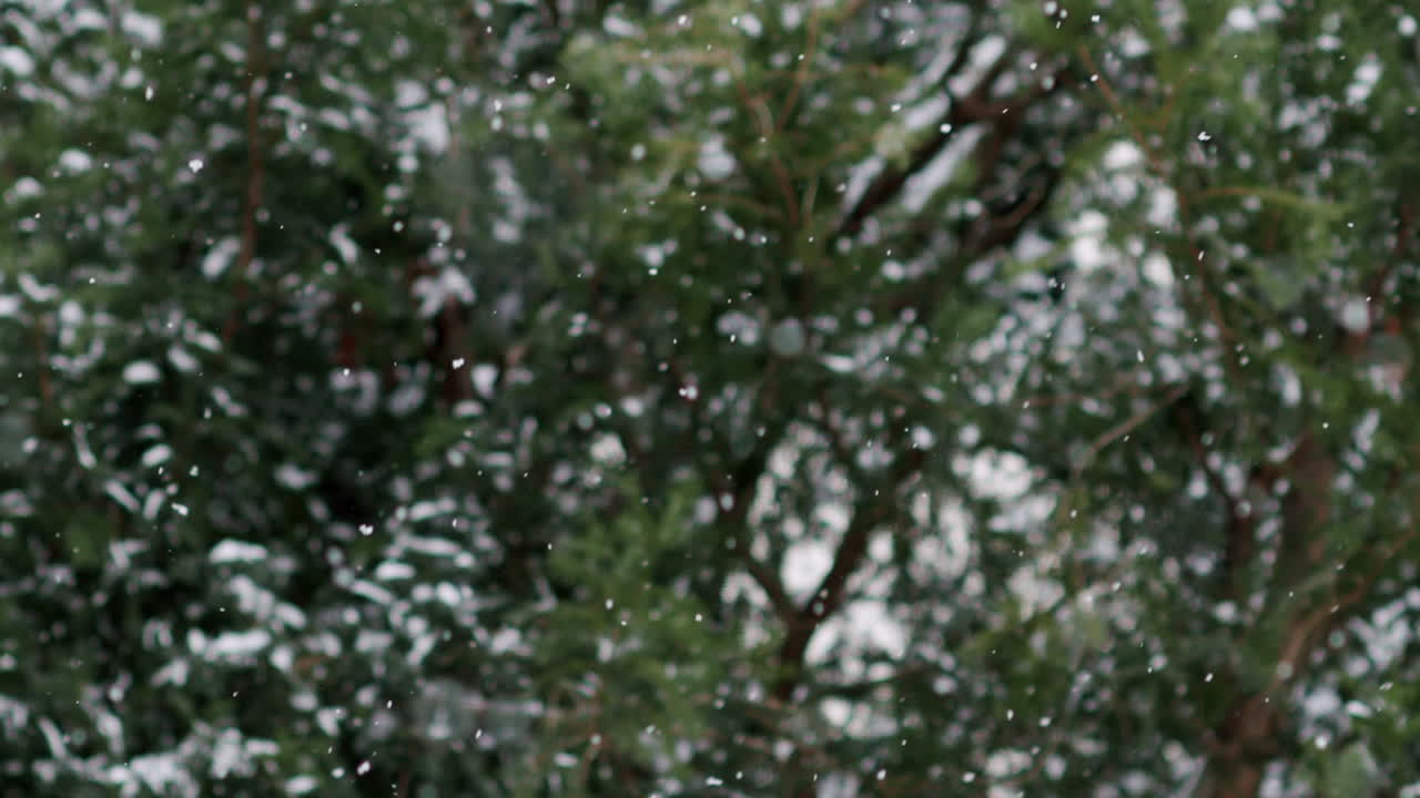 Slow motion snow falling in front of blurred green leafy background in cold winter