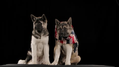 two akita puppies in studio setting