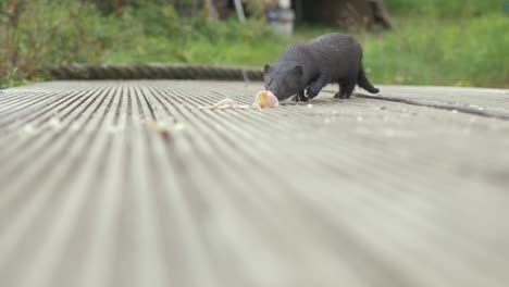 mink runs up to slice of meat and runs off real time