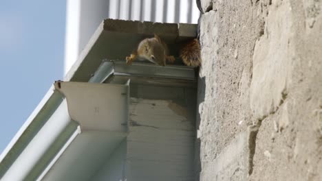 Two-American-Red-Squirrels-With-One-Hiding-In-Nest,-Wild-Animal-Behaviour