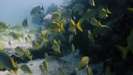 swimming though a large group of colorful fish at a coral reef near florida