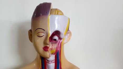 study model for human anatomy at the medical college