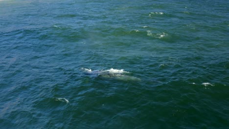 imágenes aéreas de 4k de ballenas jorobadas por point dume frente a la costa de malibu, california, ee.uu.
