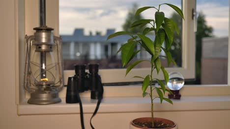 the green leaves of a potted lemon tree trembling in the wind from an open window