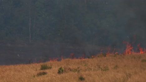 fire consuming a grassland and then coming up the hill while black smoke arises, controlled or prescribed burning, thailand