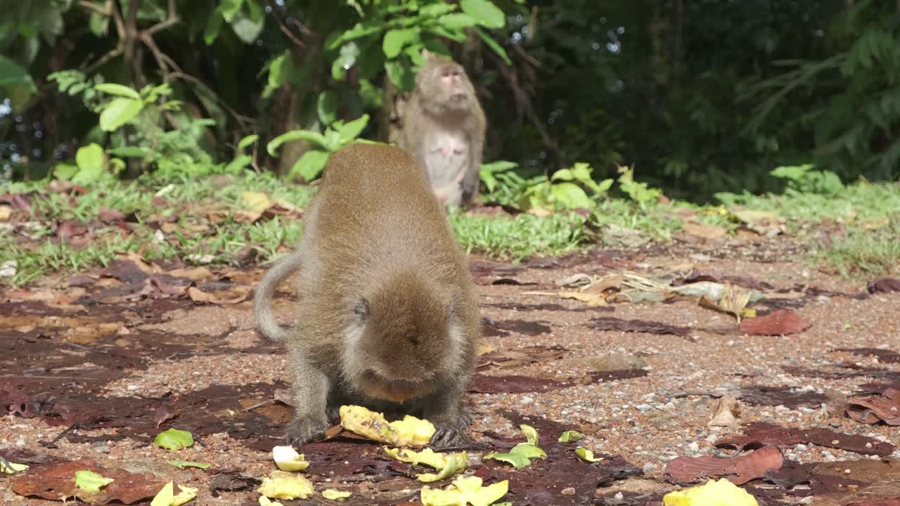 Macaco selvatico mangia manghi caduti da un albero