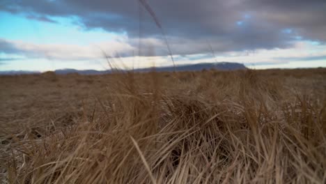 brown grass swaying as the wind blows near olfusa river in iceland during cloudy day