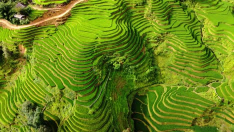 Leuchtend-Grüne-Reisterrassen-Konturieren-Die-Hügeligen-Täler-Und-Schaffen-Eine-Surreale-Landschaft,-Sapa,-Nordvietnam