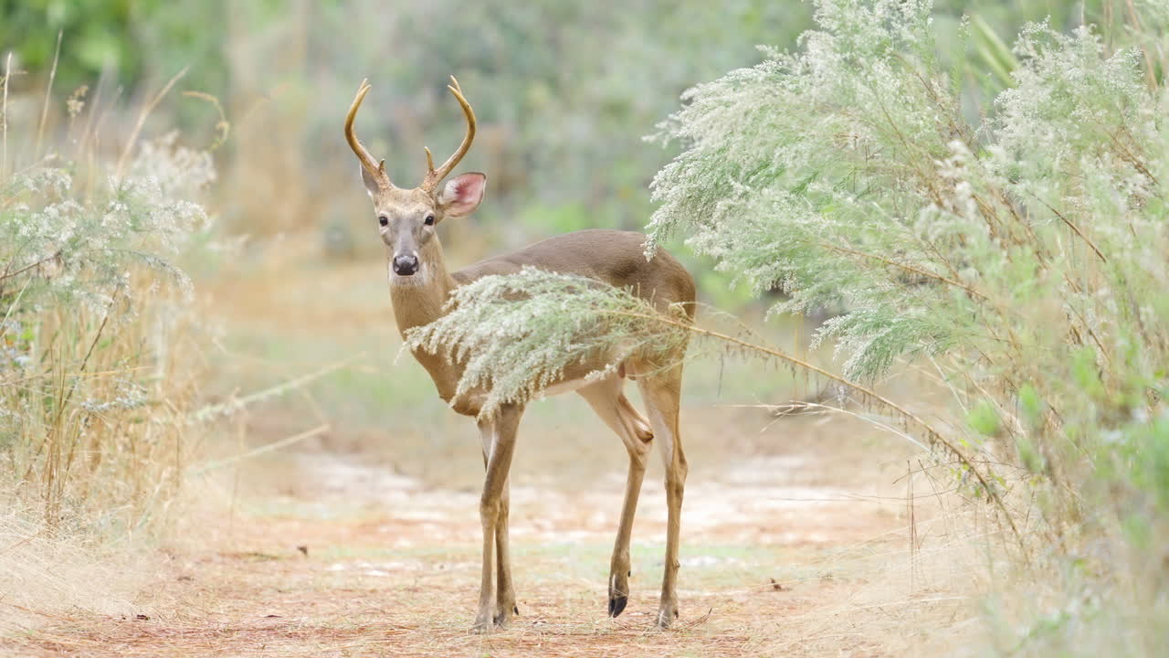 White Tailed Deer Buck with Antlers Walking