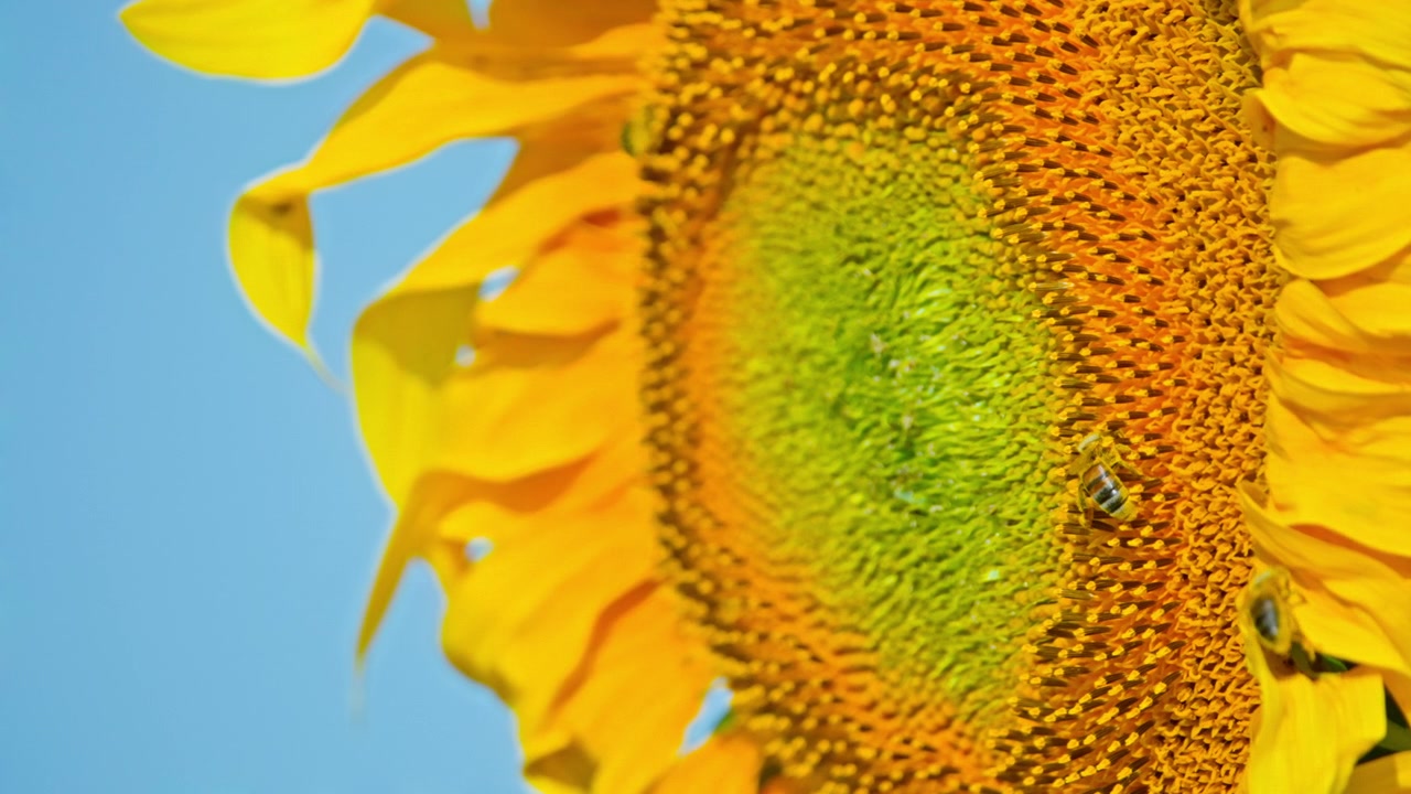 Close-up of a Bee Pollinating a Vibrant Sunflower