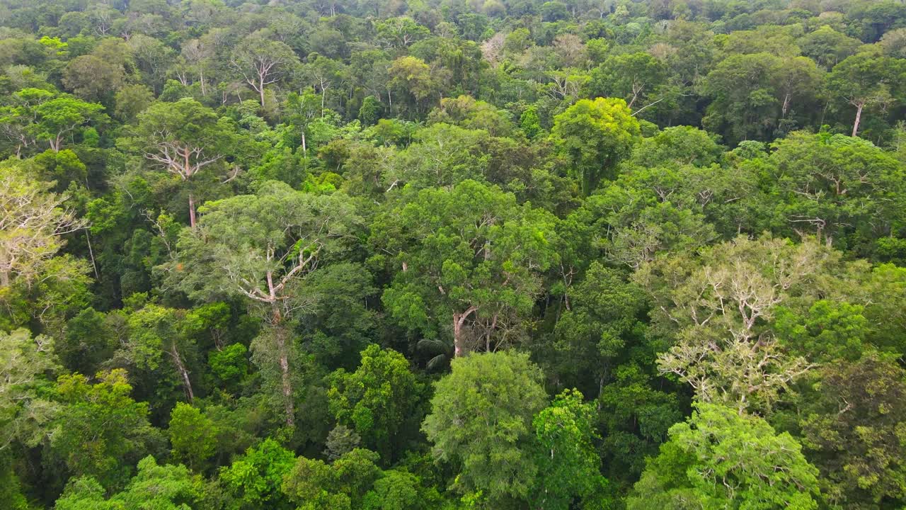 Aerial view moving forward down shot, scenic view of green tall trees of the amazon forest in Colombia