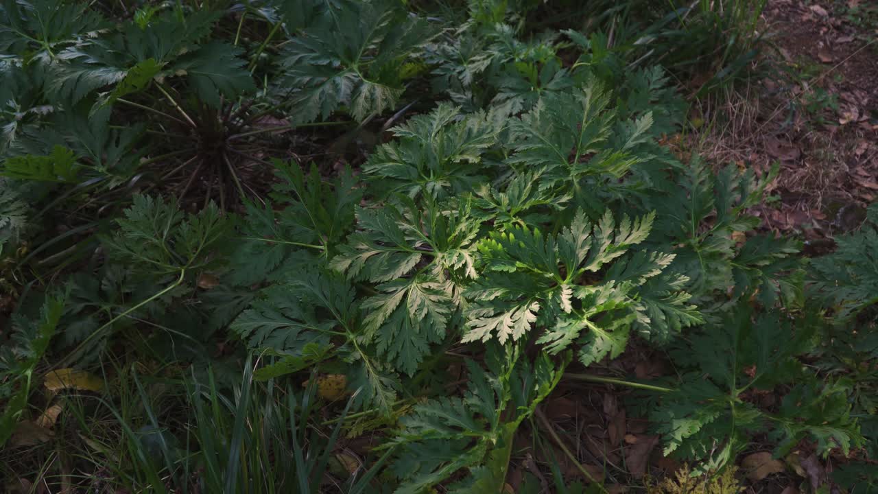 Prezzemolo gigante nero di Madeira, pianta Melanoselinum decipiens a São Vicente, isola di Madeira, Portogallo.