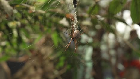 Una-Araña-Tejedora-De-Orbe-Dorada-Que-Permanece-En-El-Medio-De-Su-Red.