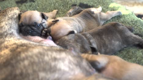 cachorros de bulldog francés recién nacidos chupando leche juntos de su madre