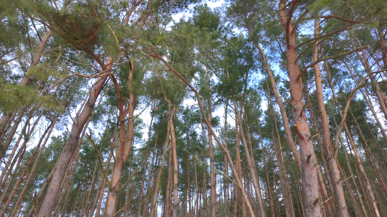 Movimento della telecamera dal basso verso l'alto ai margini della foresta per rivelare alberi e cime degli alberi.